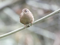 Troglodytes troglodytes