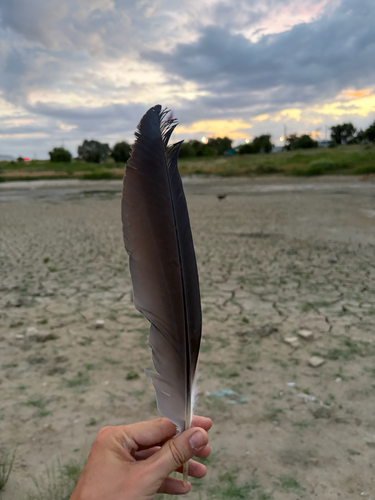 Plume de Héron cendré