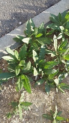 Cirsium arvense vestitum