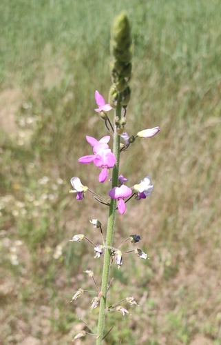 Desmodium illinoense, photograph 4