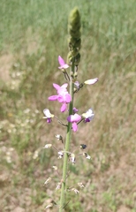 Desmodium illinoense, photograph (c) Lauren McLaurin, some rights reserved (CC BY)