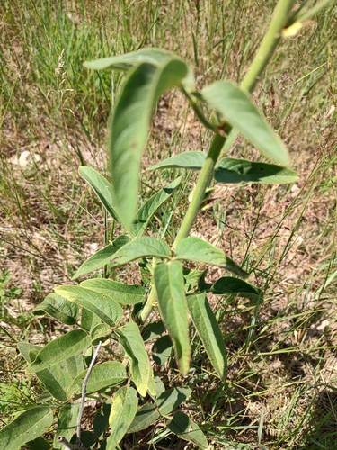 Desmodium illinoense, photograph 5