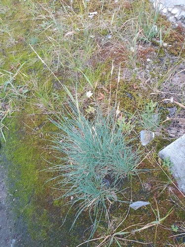 Festuca trachyphylla observed 2026-07-06
