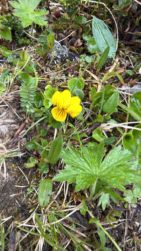 Twoflower Violet