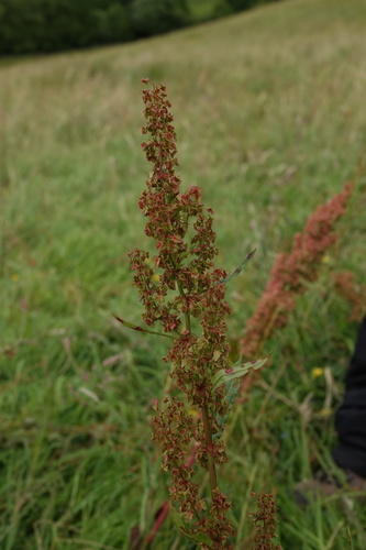 Rumex × hybridus iNat (1)