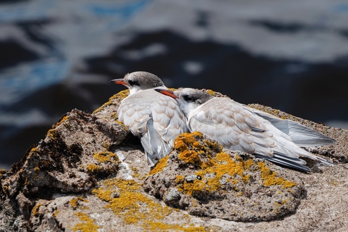 Charrán común (Sterna hirundo)