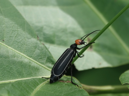Epicauta waterhousei