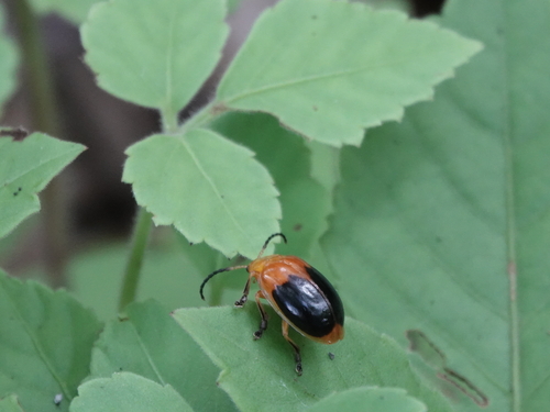 Oides palleata