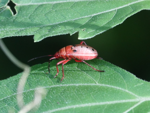 Kapok Bug