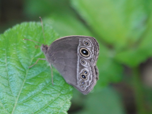Long Brand Bushbrown