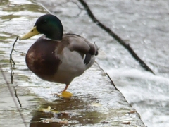 Anas platyrhynchos