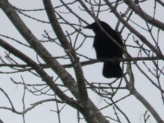 Corvus corone
