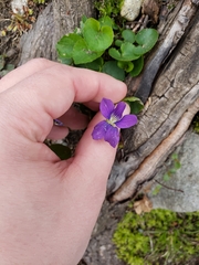 Viola