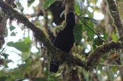 Cephalopterus penduliger