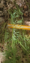 Seseli montanum, photograph (c) Pto, some rights reserved (CC BY)