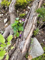 Viola