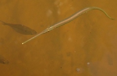 Needlefish photo 2