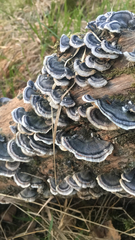 Trametes versicolor