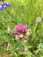 Castilleja densiflora densiflora