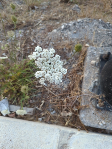 wild carrot