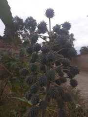 Ricinus communis