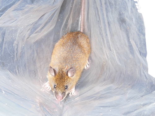 boquete rice rat (Nephelomys devius) — Least Concern Mammalia