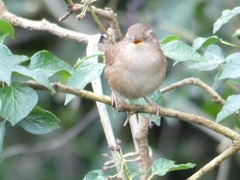 Troglodytes troglodytes