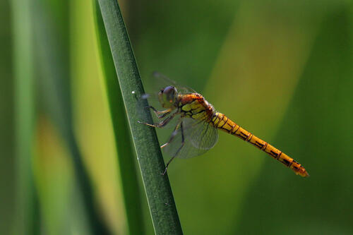 Common Darter