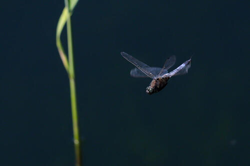 Black-tailed Skimmer