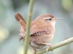 Troglodytes troglodytes