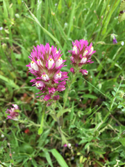 Castilleja densiflora densiflora