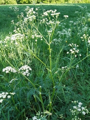 Anthriscus sylvestris