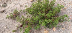 Pelargonium englerianum, photograph (c) Tony Rebelo, some rights reserved (CC BY-SA)