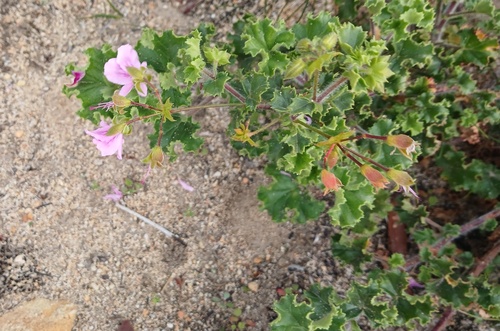 Pelargonium englerianum