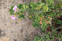 Pelargonium englerianum