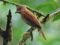 Pachyramphus homochrous