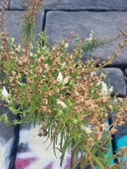Antirrhinum siculum, photograph author not stated, no rights reserved