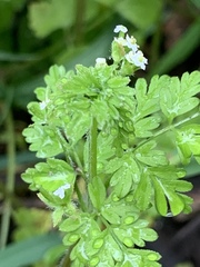 Chaerophyllum procumbens procumbens