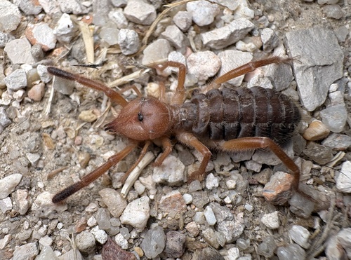 Iberian Solifugid, photo 3 of 10