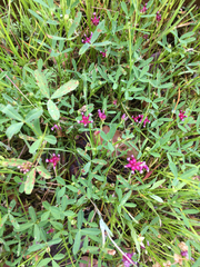 Trifolium depauperatum