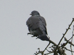 Columba palumbus