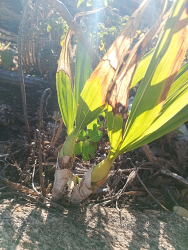 Cyrtopodium flavum, photograph 3
