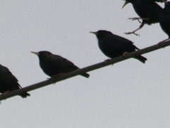 Sturnus unicolor