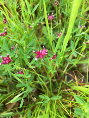 Trifolium depauperatum