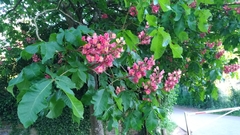 Aesculus × carnea
