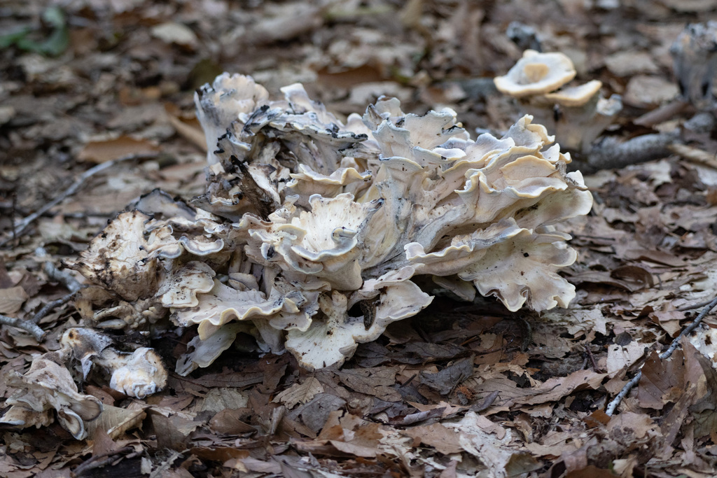 Black-staining Polypore · July 2026 · photo: Photo: no rights reserved · iNaturalist