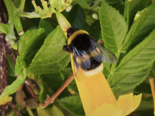 Bombus terrestris africanus