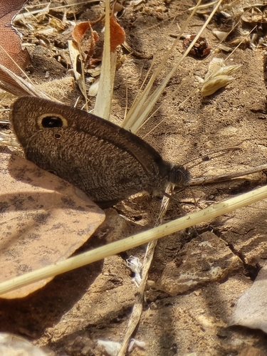 Common Three-ring