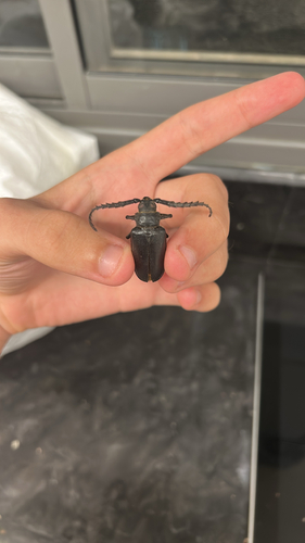 Mesoprionus besikanus
