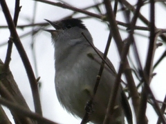 Sylvia atricapilla